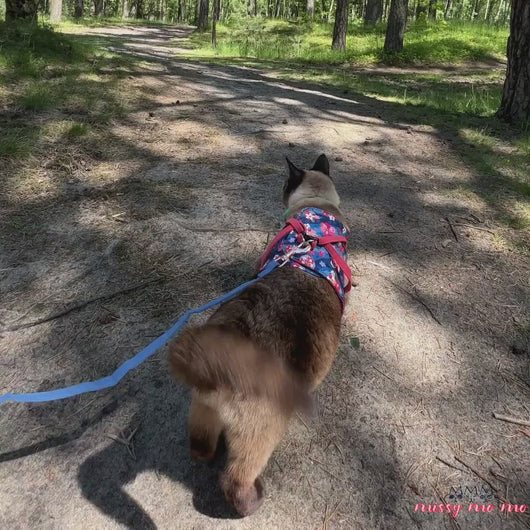 Siamese Cat Walking with Fleur Cat Harness in Blue Floral Pattern | MissyMoMo