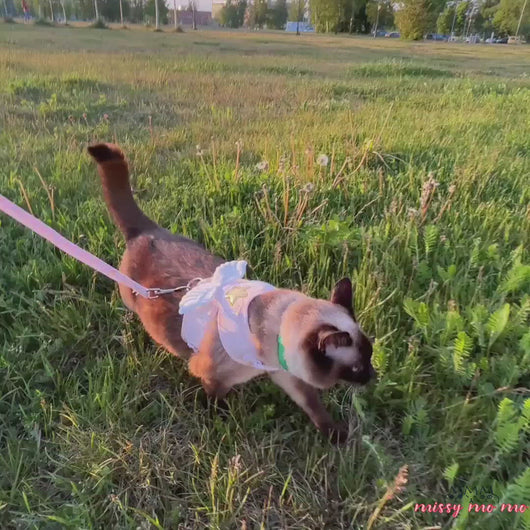 Siamese Cat Walking in Pink Angel Harness with Wings | MissyMoMo
