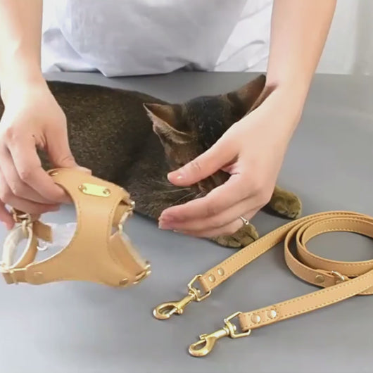 Putting on the Rio Cat Harness | MissyMoMo