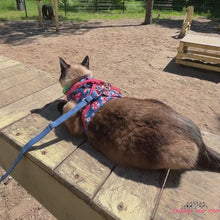 Load and play video in Gallery viewer, Siamese Cat Sitting with Fleur Cat Harness in Blue Floral Pattern | MissyMoMo
