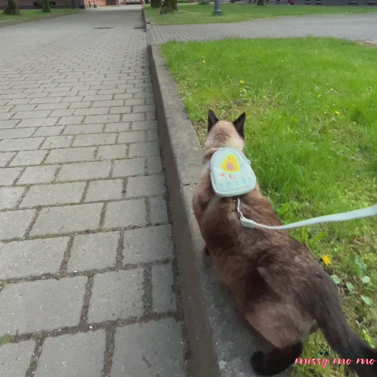 Siamese Cat Wearing Milo Cat Harness With Avocado Design, Walking Outdoors | MissyMoMo