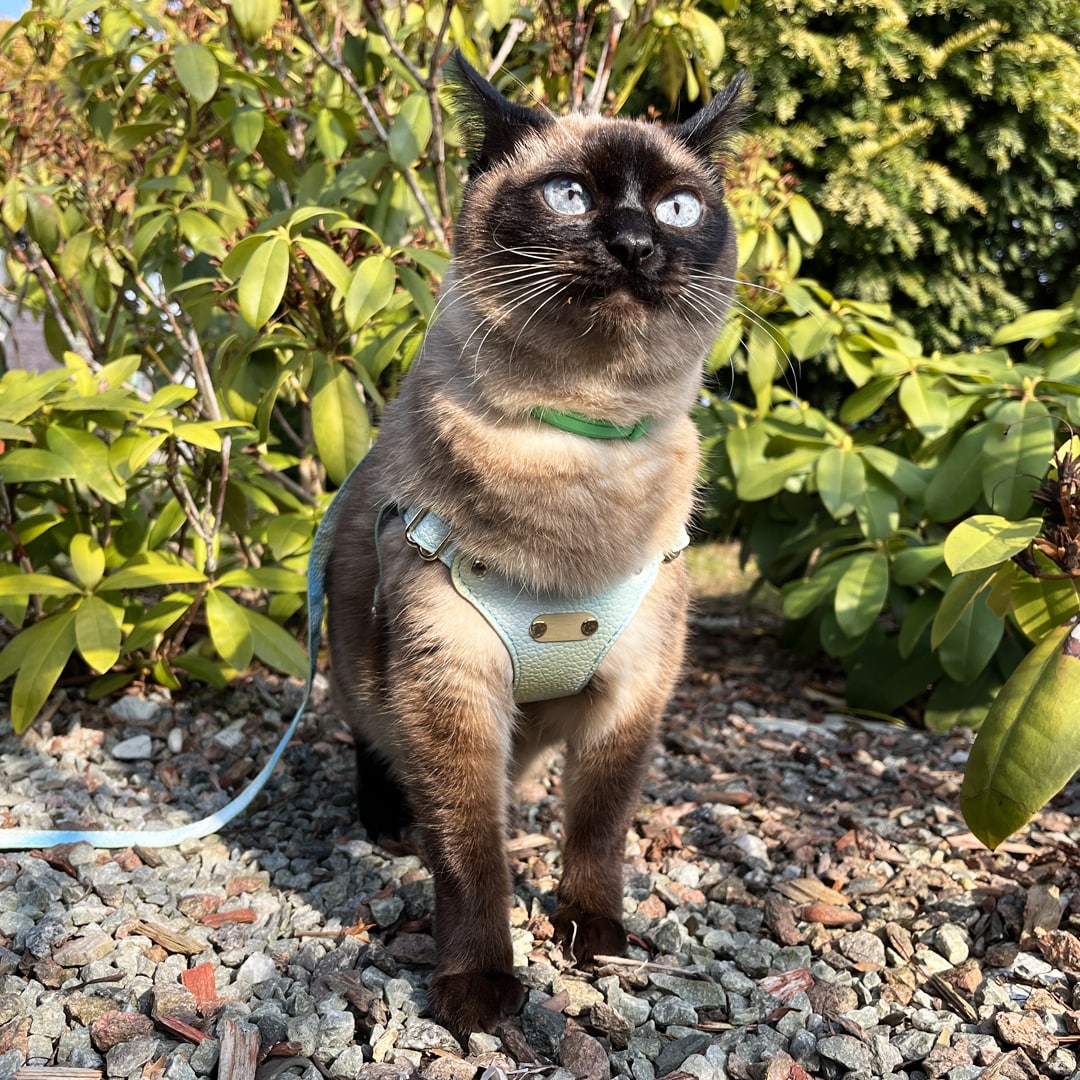 Siamese Cat in Blue Luxury Lightweight Vegan Leather Cat Harness | MissyMoMo