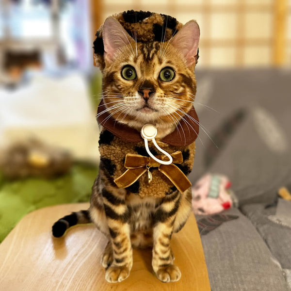 Beautiful Bengal Cat