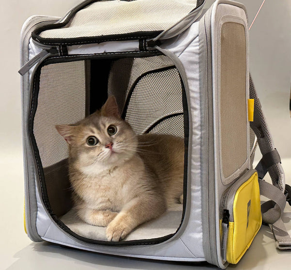 Beautiful British Shorthair Cat