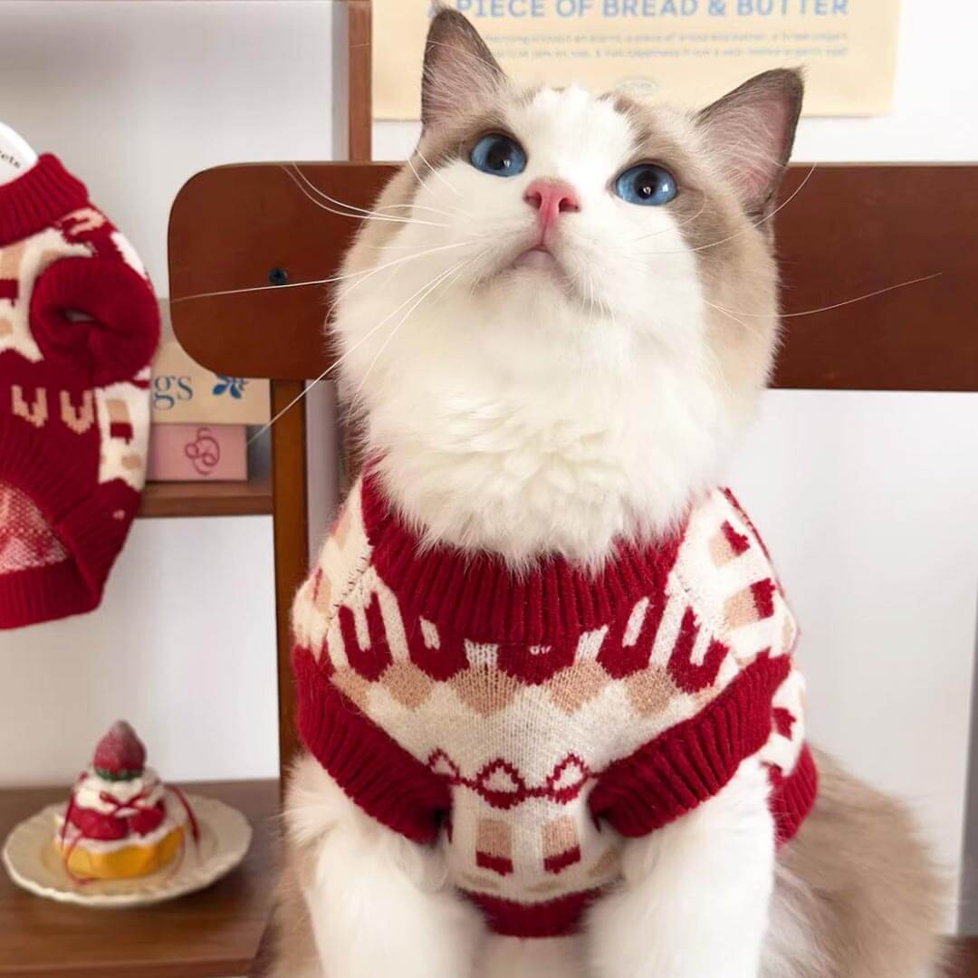 Crimson Cat Sweater On Cat | Soft Knit Winter Cat Outfit | MissyMoMo