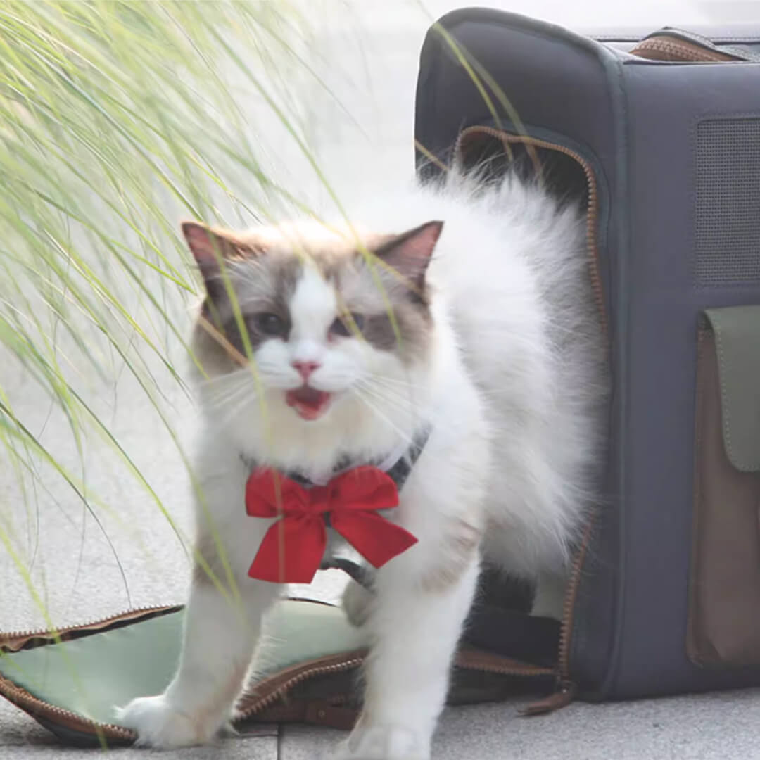 Cat Stepping Out of Cat Carrier Backpack | MissyMoMo