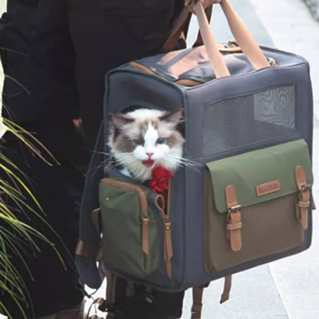 Cat Inside Backpack Carrier Being Carried | MissyMoMo