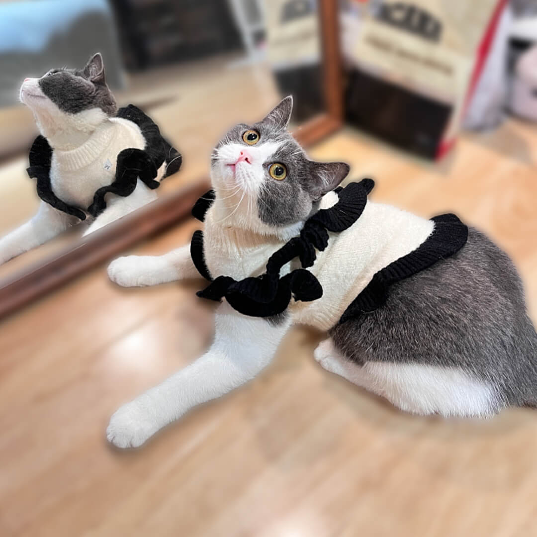 Cat in Elegant Sweater | MissyMoMo