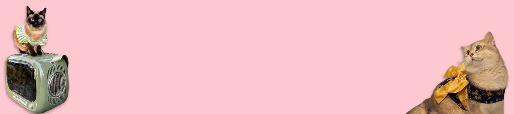 Cat Carriers for Long Distance Travel Collection