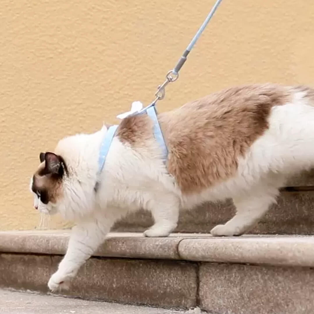 Cat on Blue H-Style Cat Walking Harness | MissyMoMo