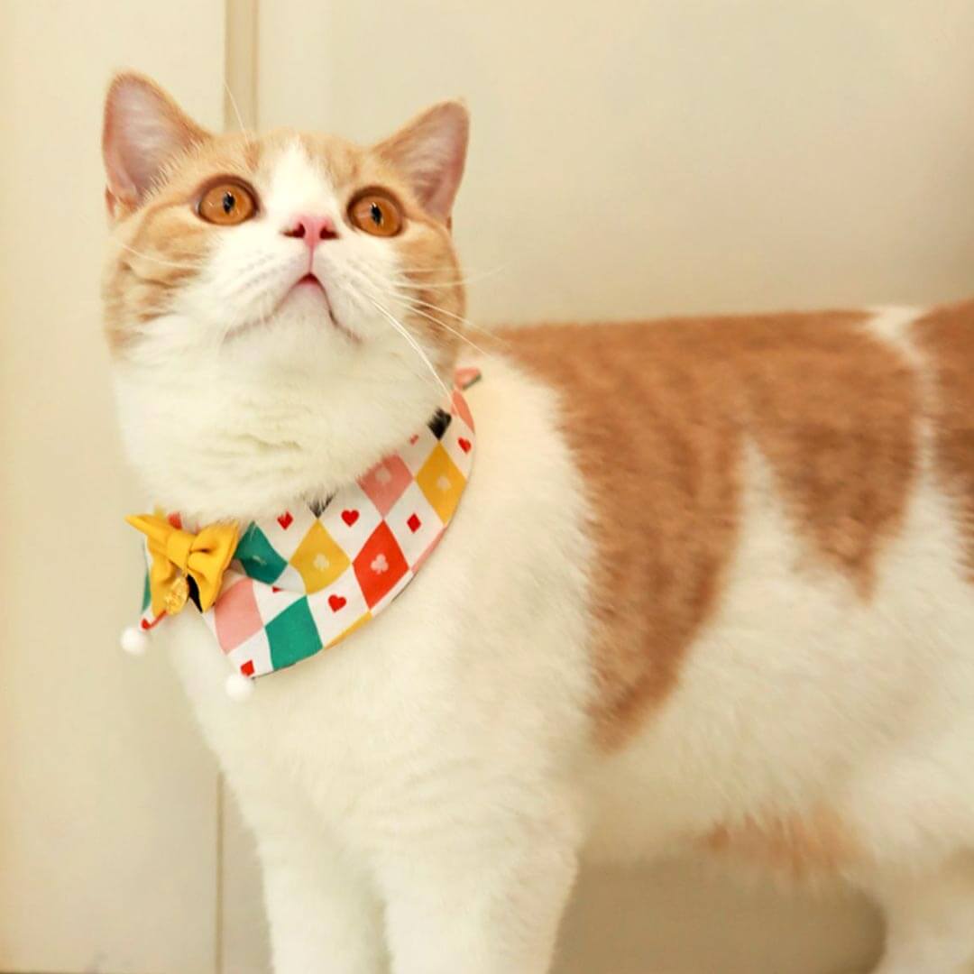 Circus Cat Bib | Cute Accessories for Cats | MissyMoMo