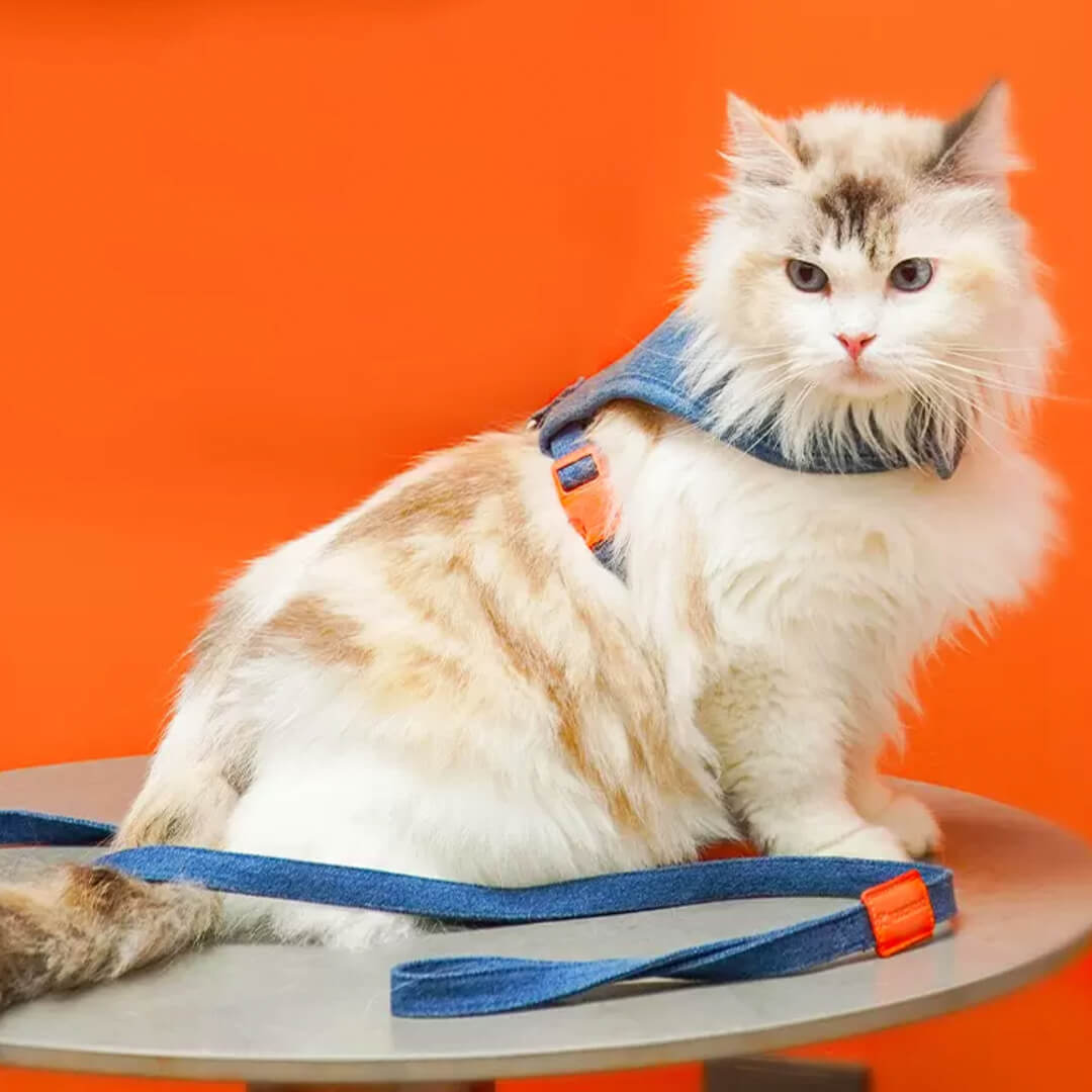 Cat in Denim Cat Harness | MissyMoMo