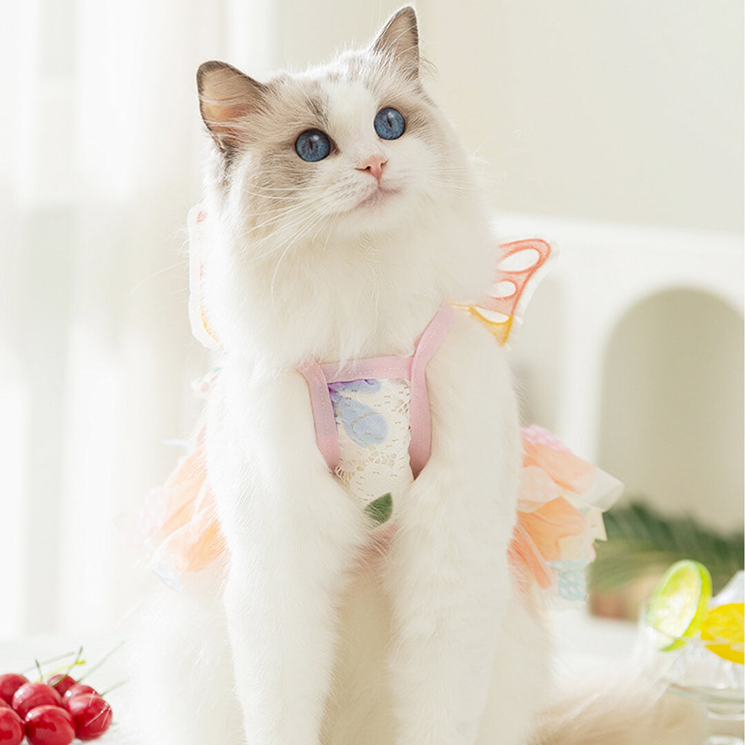 Cat in Butterfly Summer Dress | MissyMoMo