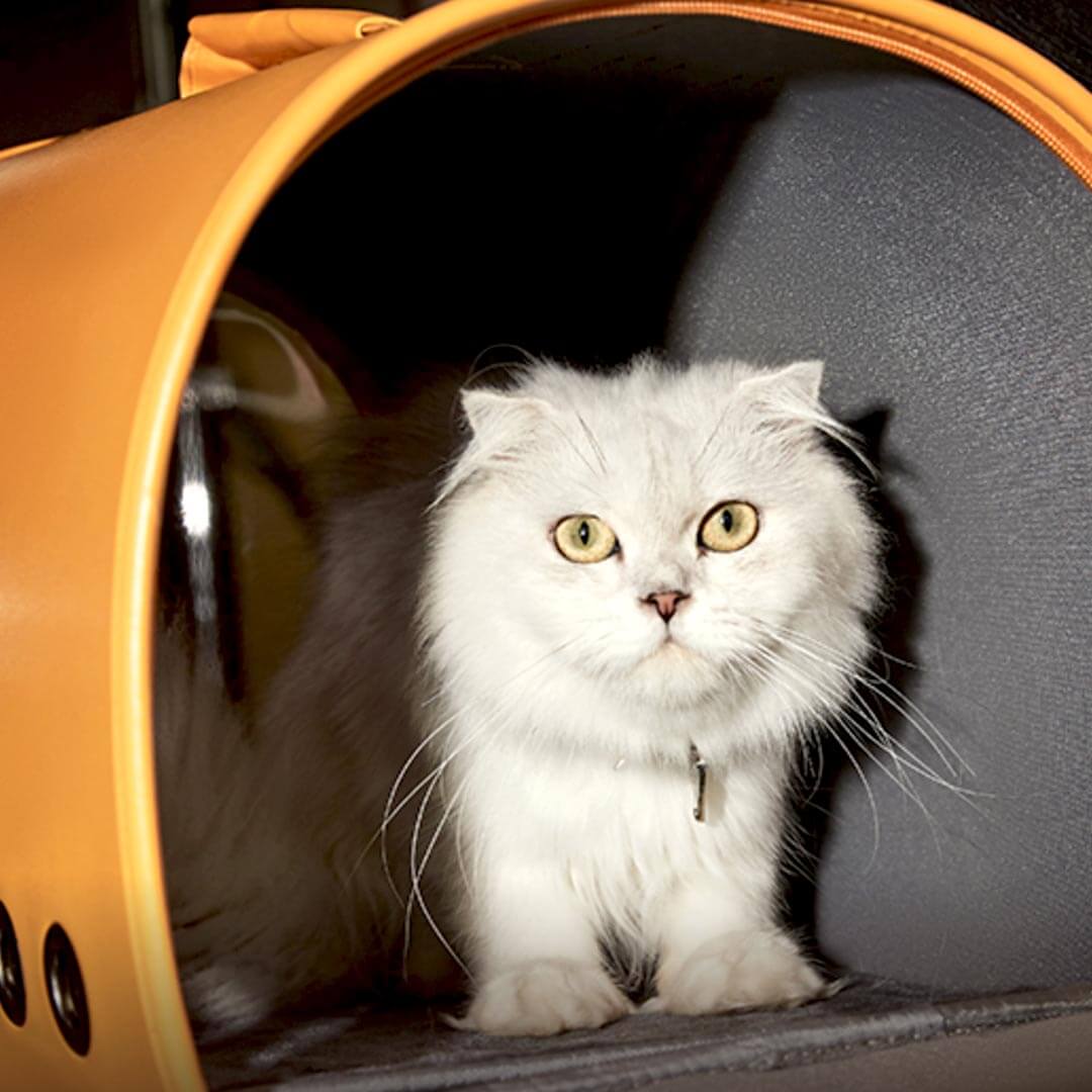 Cat Inside Fancy Poupée Cat Carrier | MissyMoMo