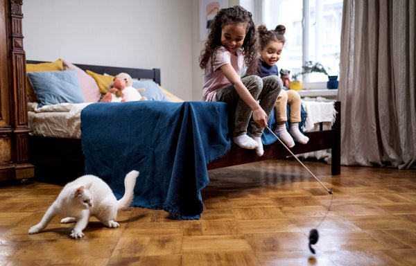 Games for Cats | MissyMoMo