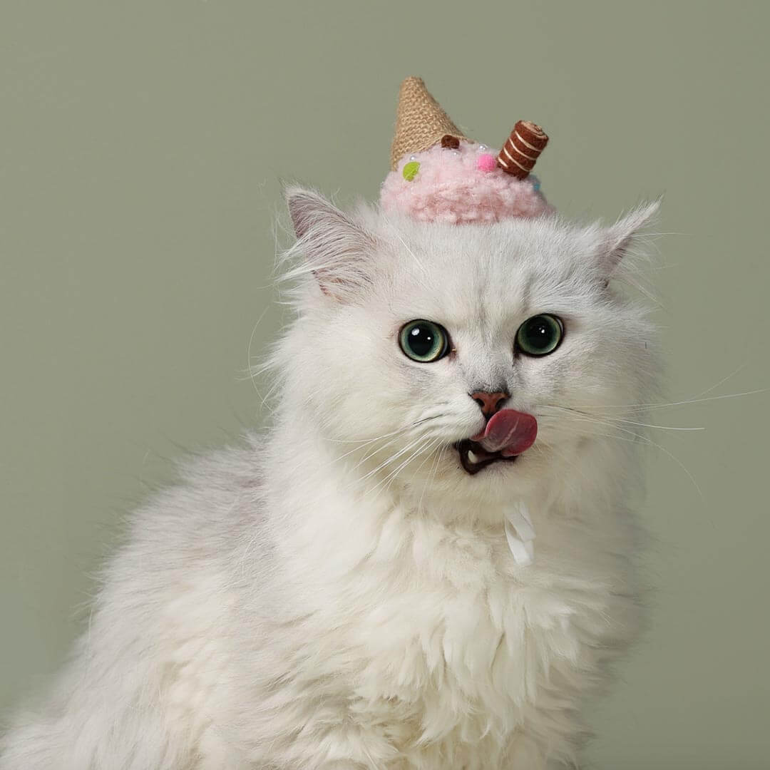 White Cat Wearing Ice Cream Cone Hat | MissyMoMo