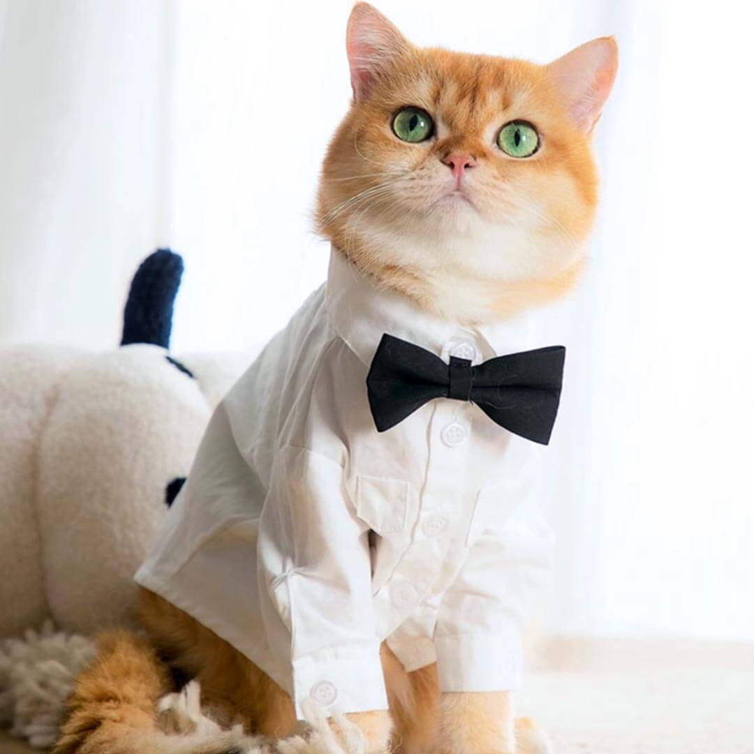Cat Wearing a White Wedding Shirt with a Black Bow Tie | MissyMoMo