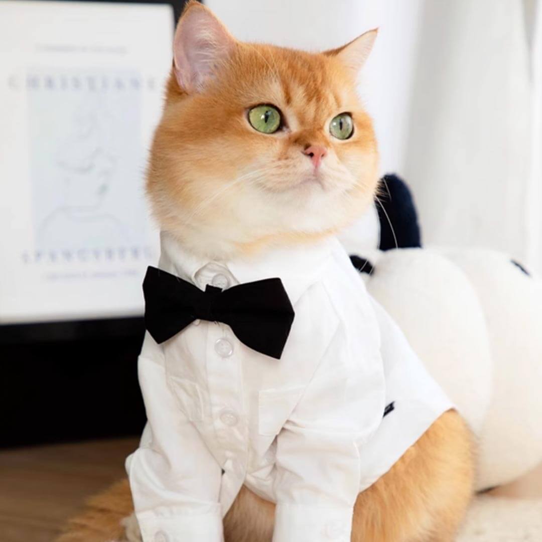 Cat Wearing a White Wedding Shirt with a Black Bow Tie | MissyMoMo