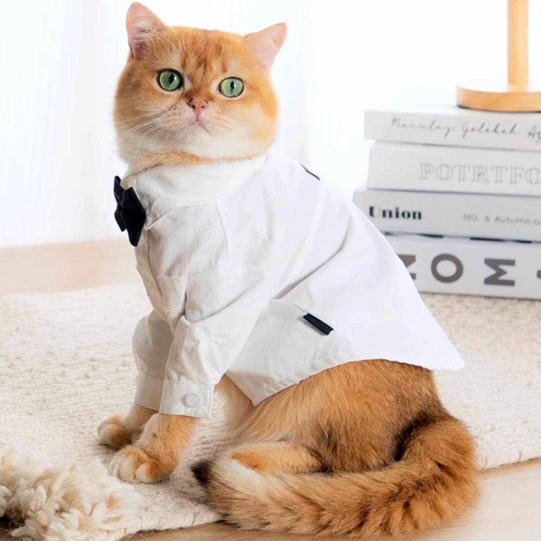 Cat Wearing a White Wedding Shirt with a Black Bow Tie | MissyMoMo