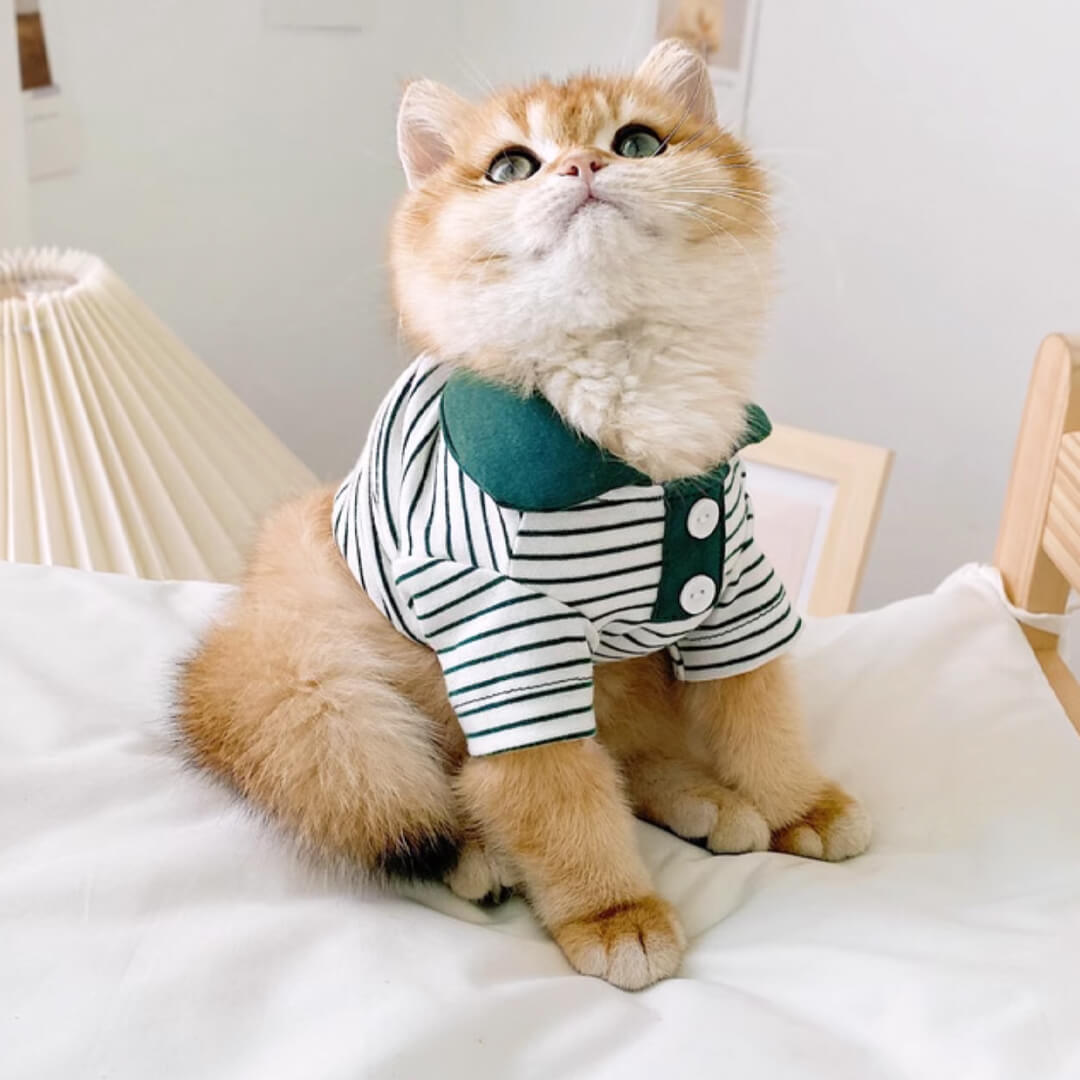 Cat in Green Striped Polo Shirt | MissyMoMo
