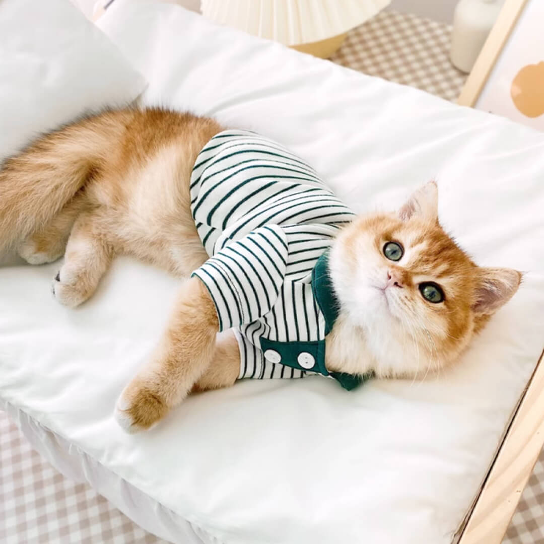 Cat in Green Striped Polo Shirt | MissyMoMo