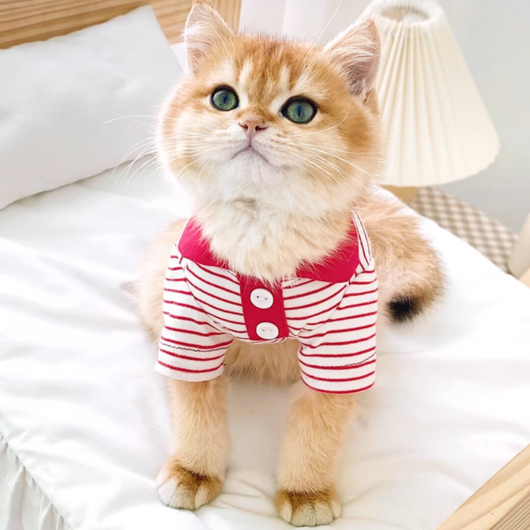 Cat in Red Striped Polo Shirt | MissyMoMo