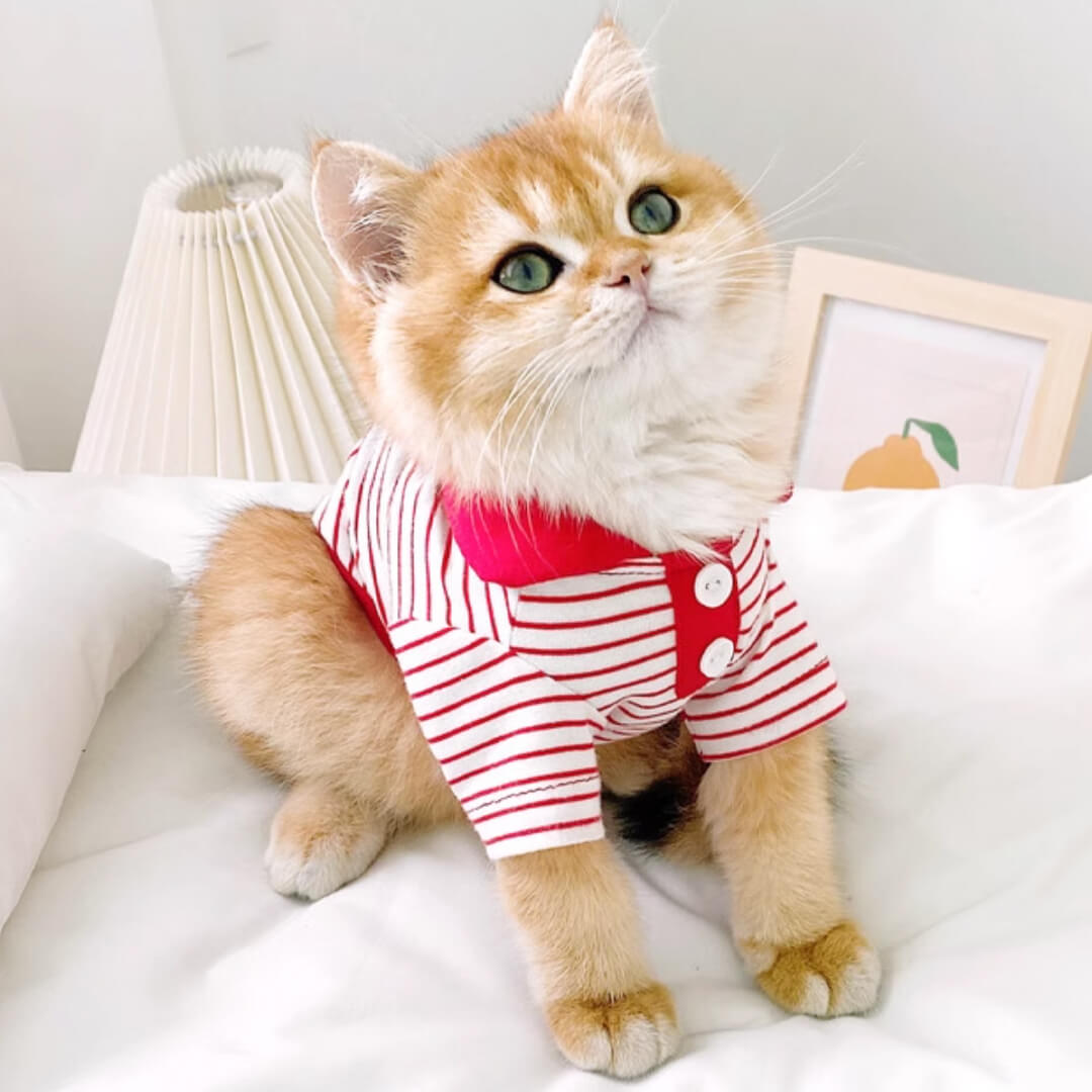 Cat in Red Striped Polo Shirt | MissyMoMo
