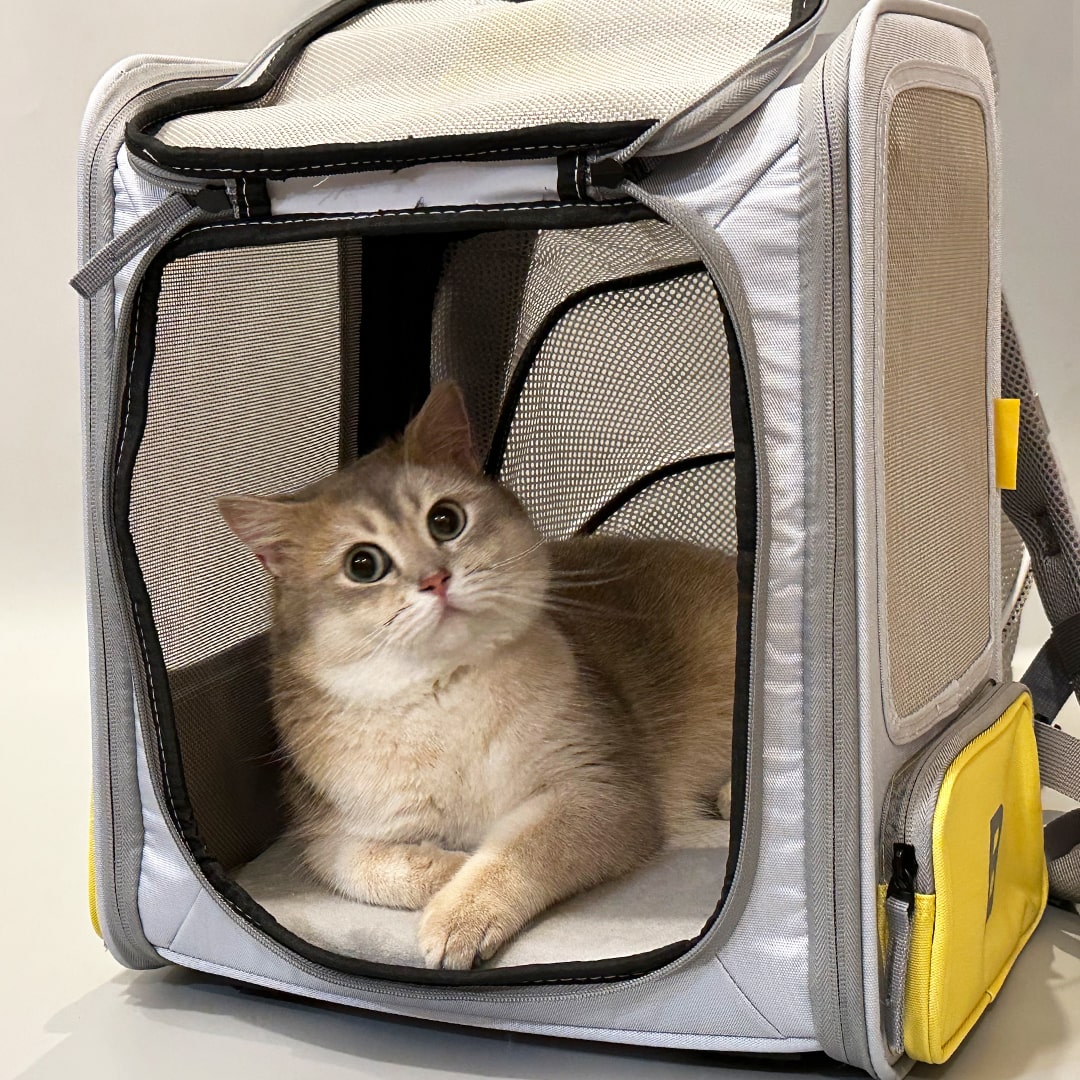 British Shorthair Cat Relaxing in Expandable Cat Backpack | MissyMoMo