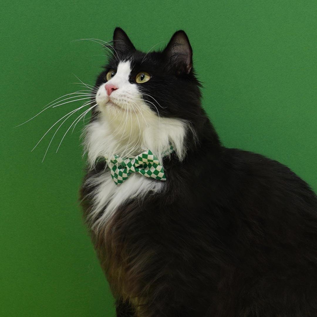 Gentlemeow Cat Bow Tie | Cat with Bow Tie | MissyMoMo
