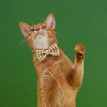 Load image into Gallery viewer, Gentlemeow Cat Bow Tie | Cat with Bow Tie | MissyMoMo
