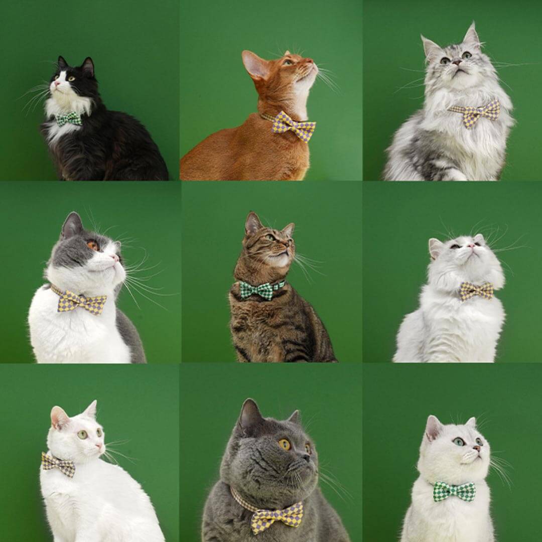 Gentlemeow Cat Bow Tie | Cats with Bow Ties | MissyMoMo