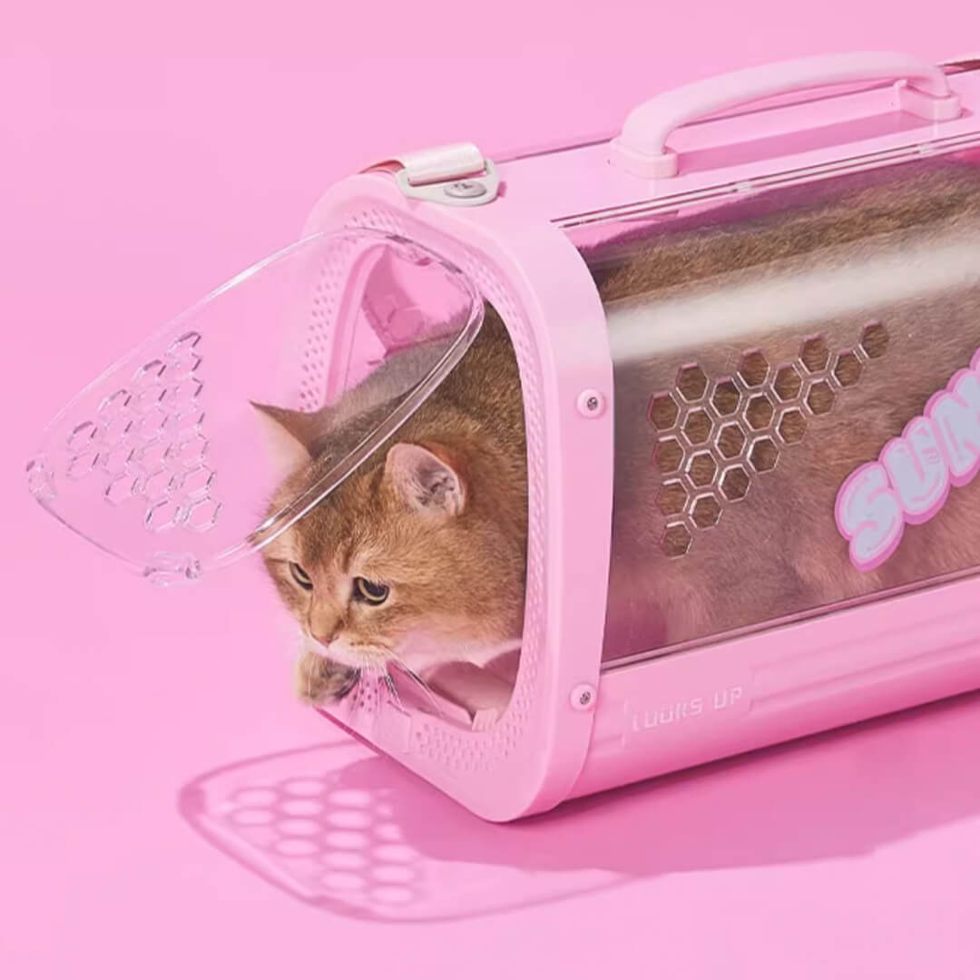Cat Getting Out of KittyMoMo Pink Clear Hard Cat Carrier | MissyMoMo