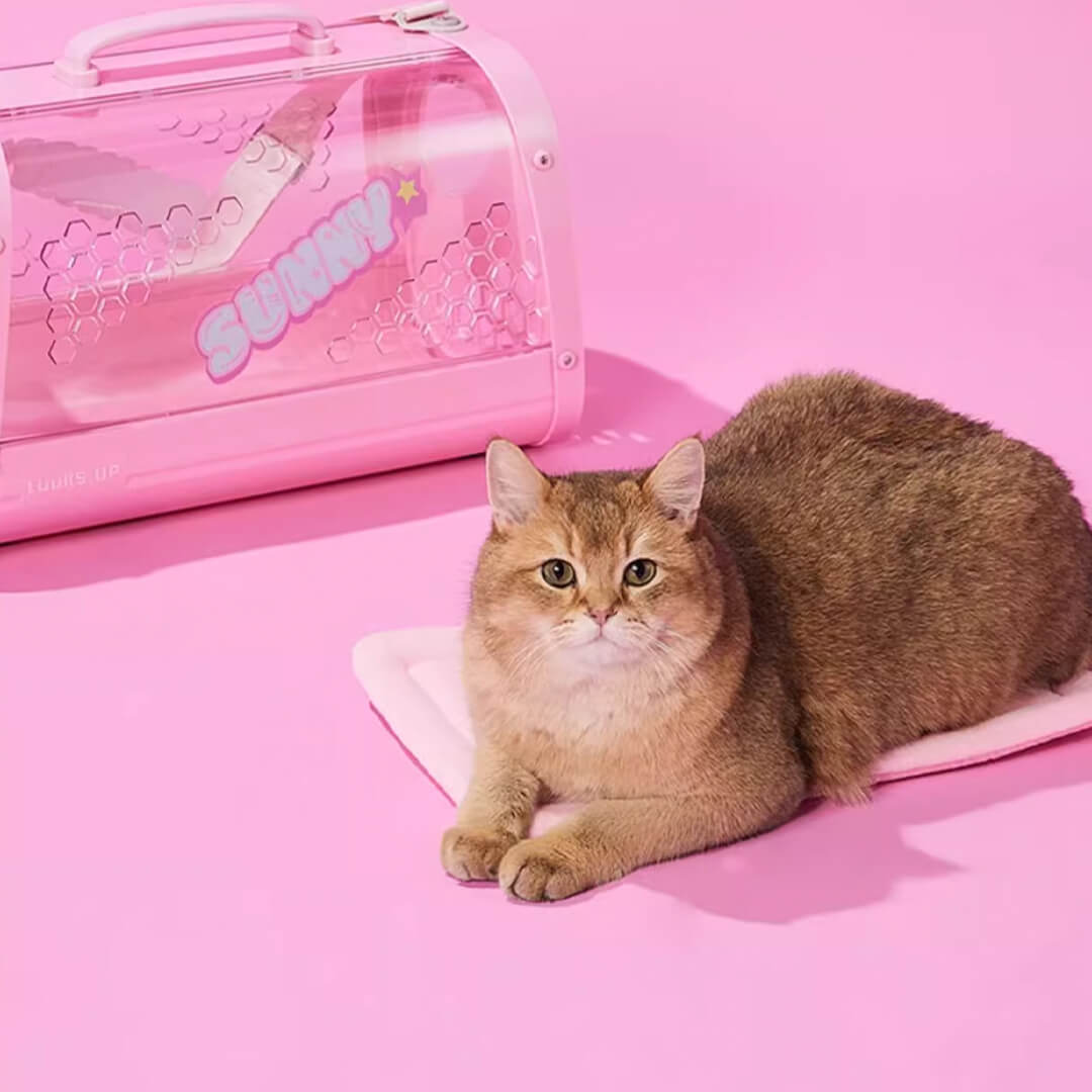 Cat with KittyMoMo Pink Clear Hard Cat Carrier | MissyMoMo