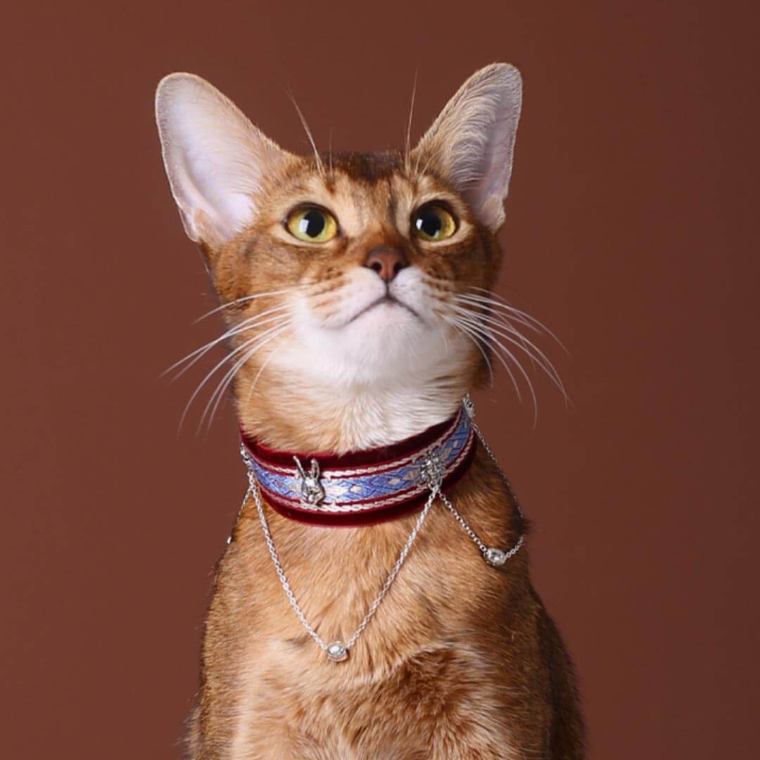La Nuit Cat Collar | Luxurious Accessories for Cats | MissyMoMo