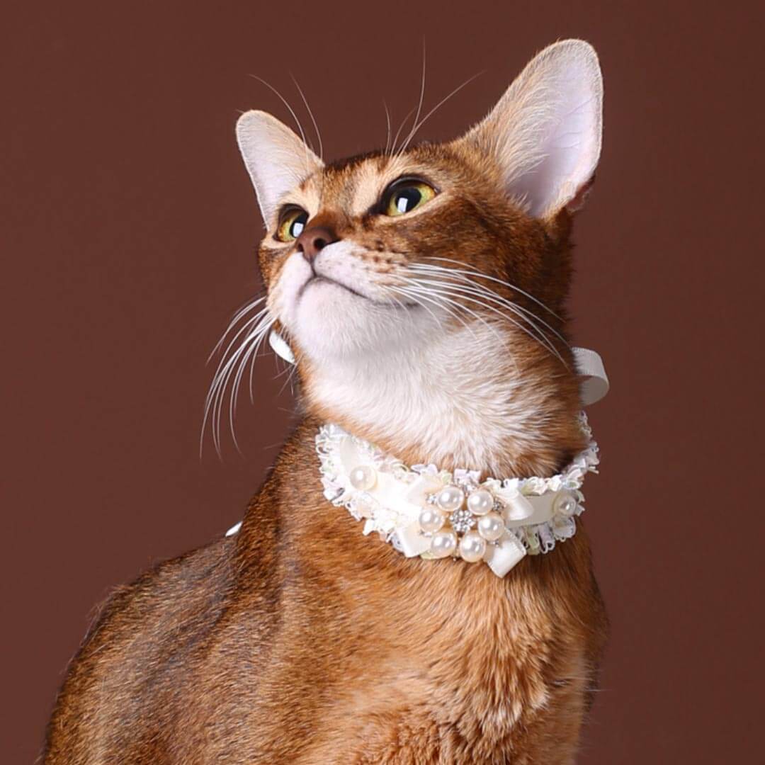 La Perle Cat Collar | Luxurious Accessories for Cats | MissyMoMo
