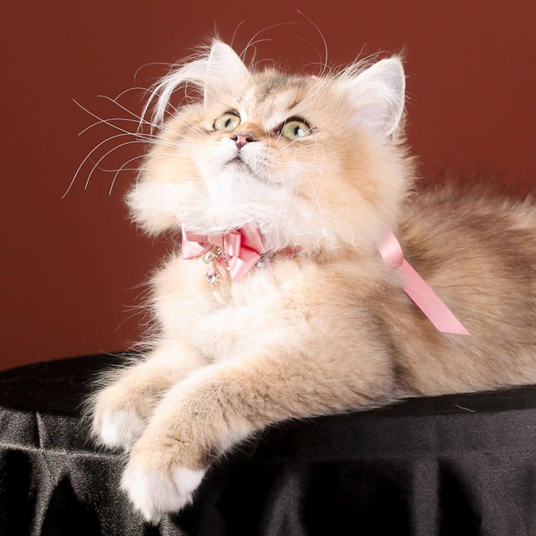 La Rose Cat Collar | Luxurious Accessories for Cats | MissyMoMo