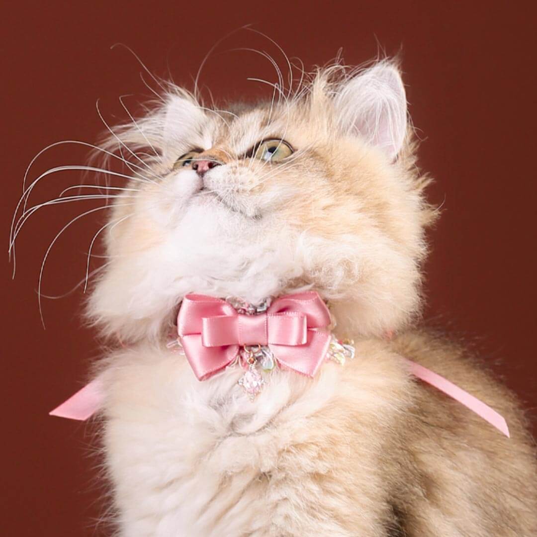 La Rose Cat Collar | Luxurious Accessories for Cats | MissyMoMo