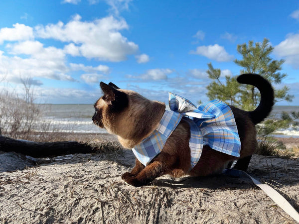 Cat on a Leash | MissyMoMo