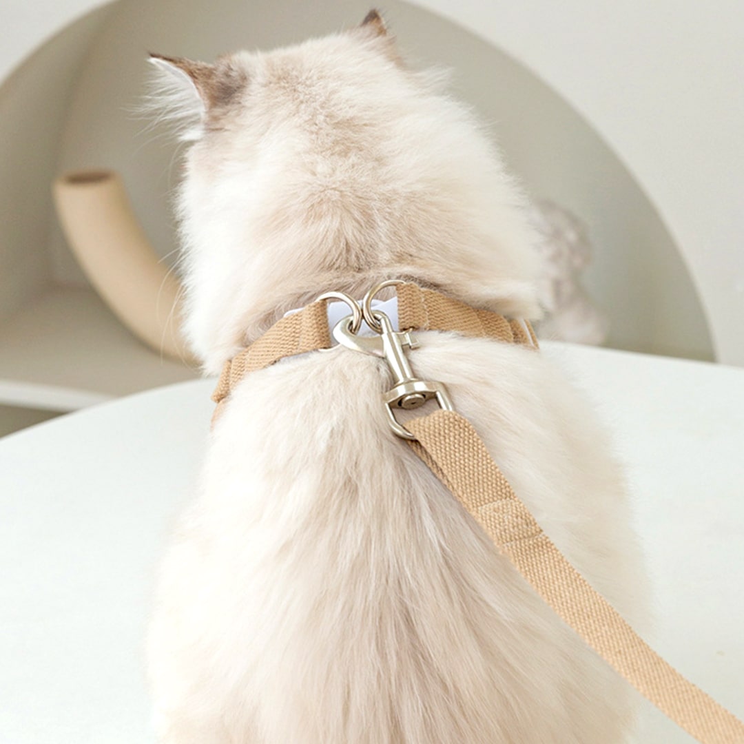 Cat Sitting In Lolly Cat Harness, Ready For An Adventure | MissyMoMo