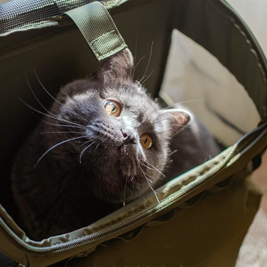 Cat Inside a Green Cat Backpack | MissyMoMo