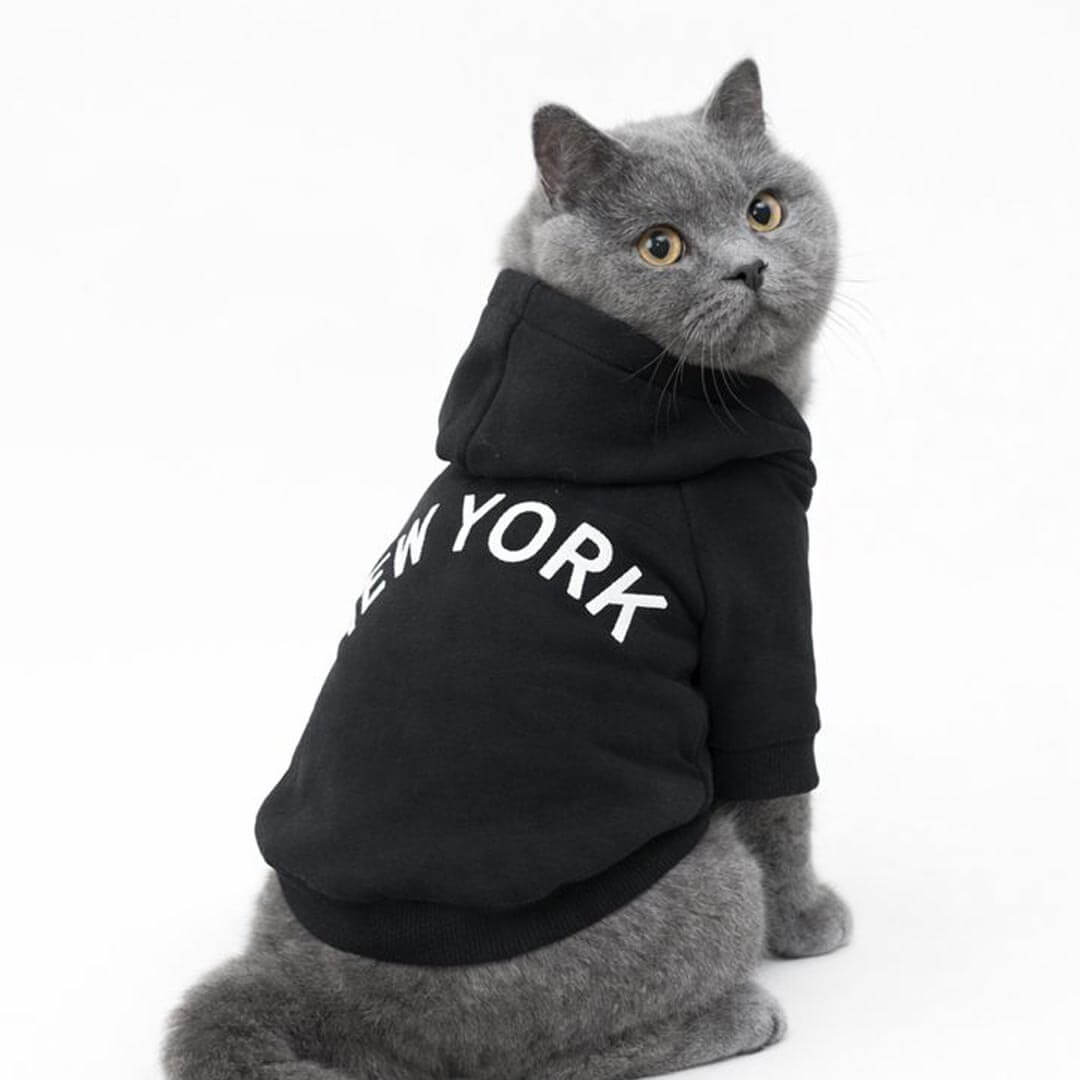 Grey British Shorthair Cat Wearing Black New York Cat Hoodie | Cat Hoodie Outfit | MissyMoMo