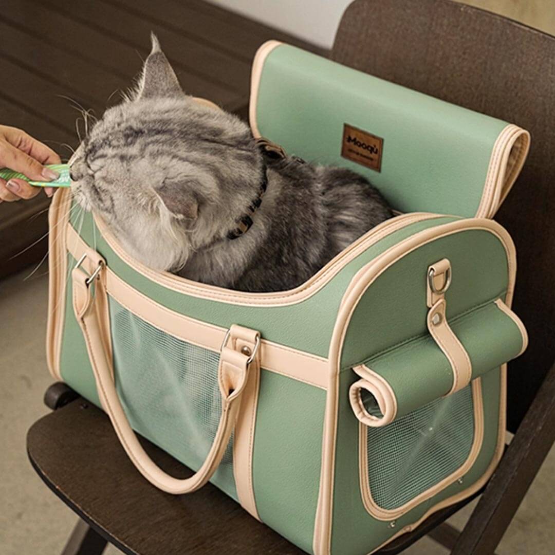 Cat in Collapsible Cat Carrier for Travel & Vet | MissyMoMo