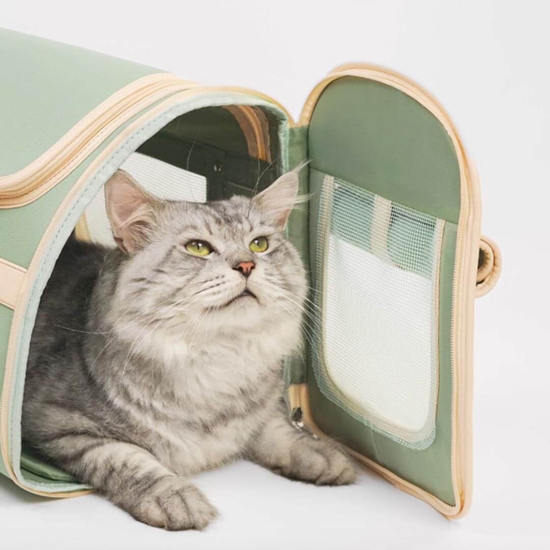 Cat Lounging At Open Front of Vintage Leather Pet Carrier | MissyMoMo