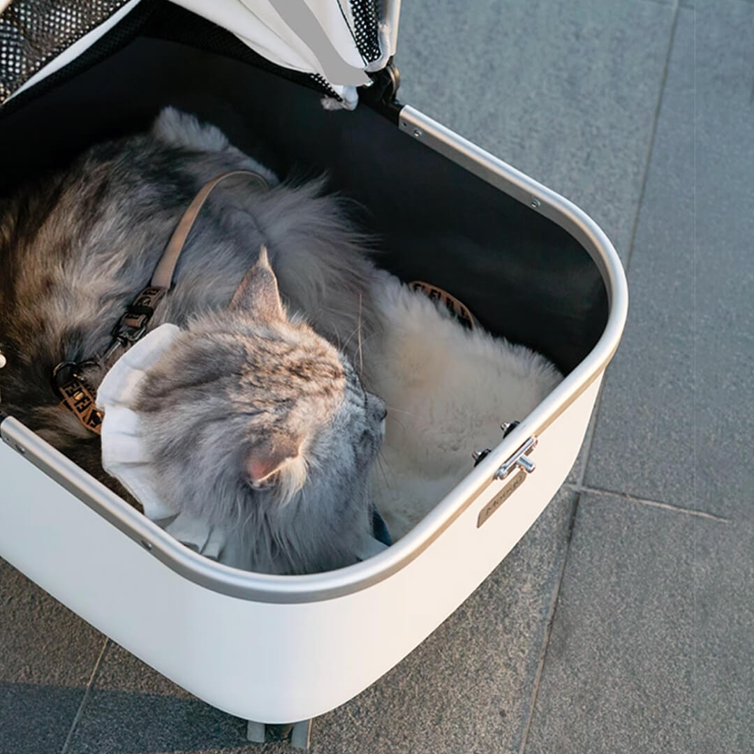 Cat Sitting in White Cat Stroller | Stylish Cat Carrier with Wheels | MissyMoMo