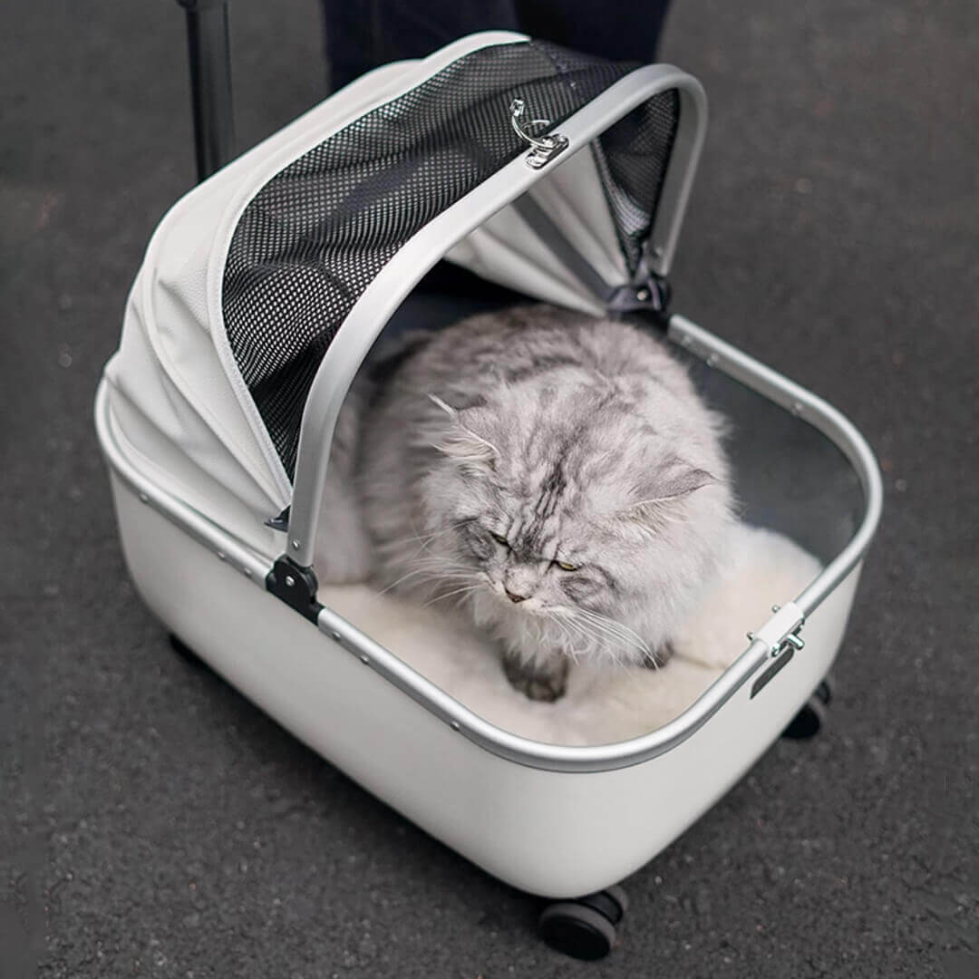 Cat Sitting in White Cat Stroller | Stylish Cat Carrier with Wheels | MissyMoMo