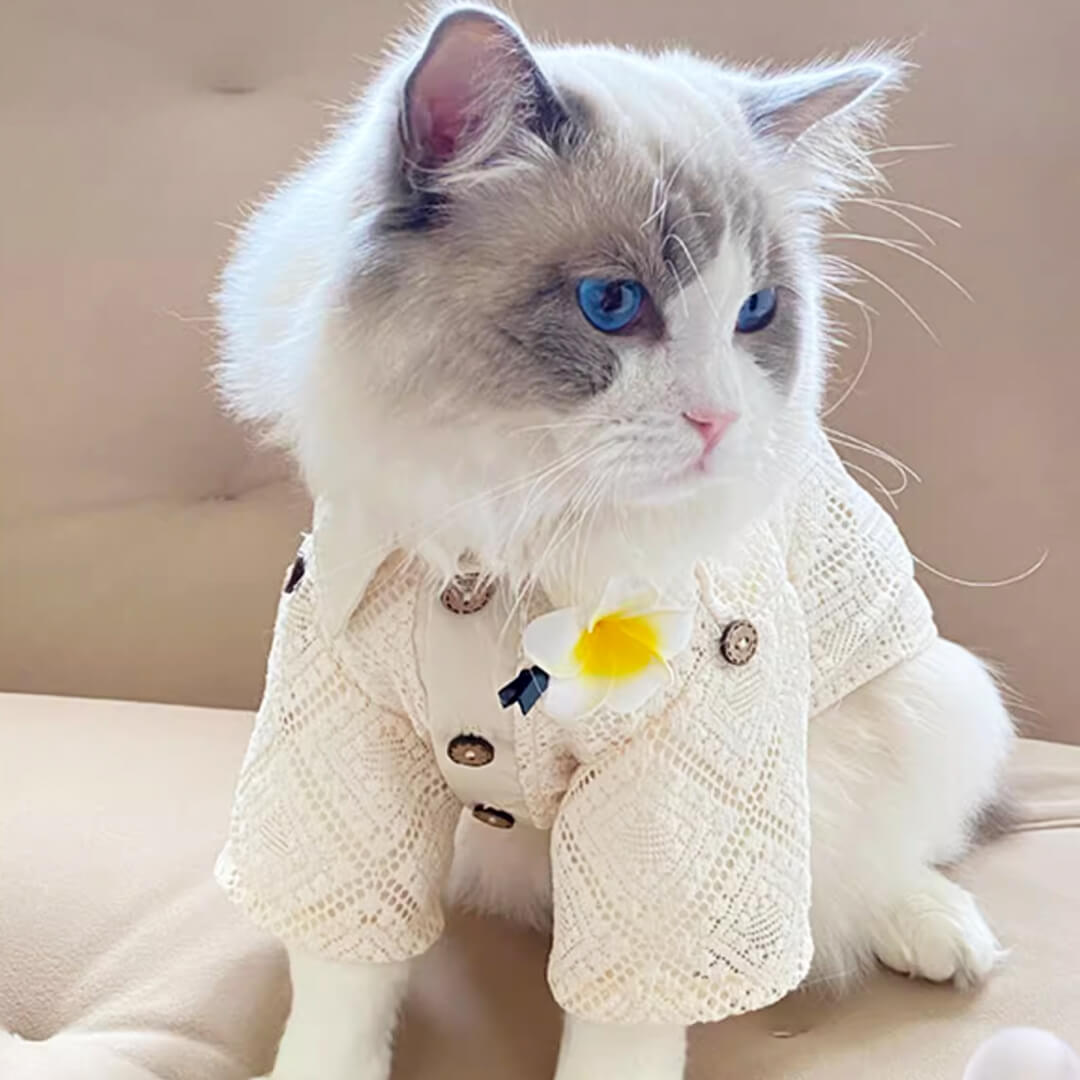 Cat in Ivory Lace Shirt | MissyMoMo