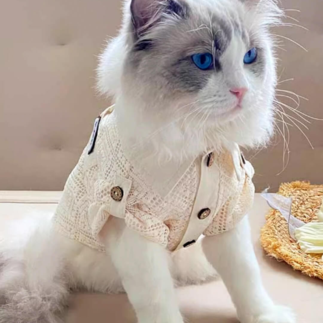 Cat in Ivory Lace Shirt | MissyMoMo