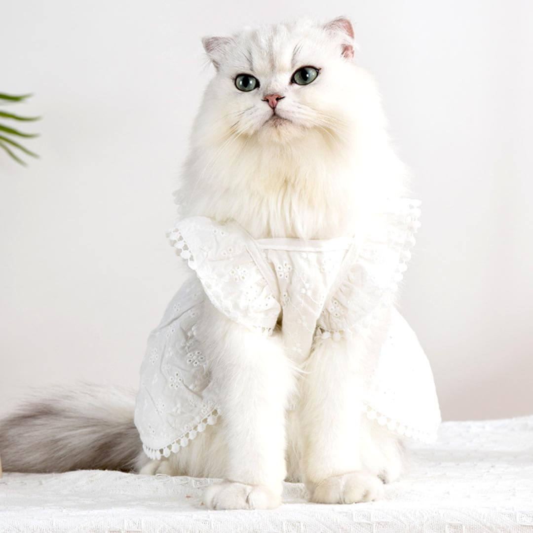 MoMo Cat Dress | Dress for Cats | Cat in Dress | MissyMoMo