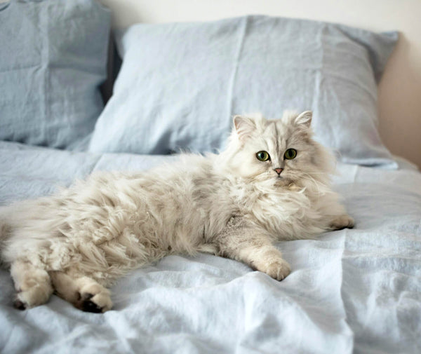 Beautiful Persian Cat