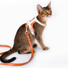 Load image into Gallery viewer, Cat Wearing Phoenix Leather Cat Harness In Brown | MissyMoMo
